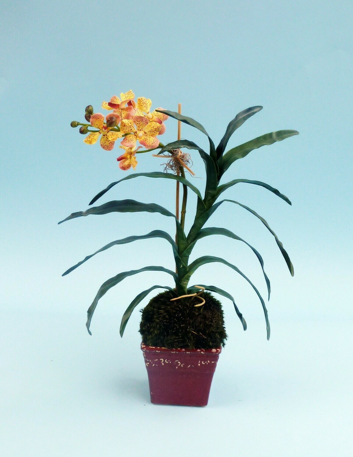 Spotted vanda in a red ceramic