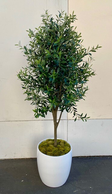 Full Olive Tree (without olives)