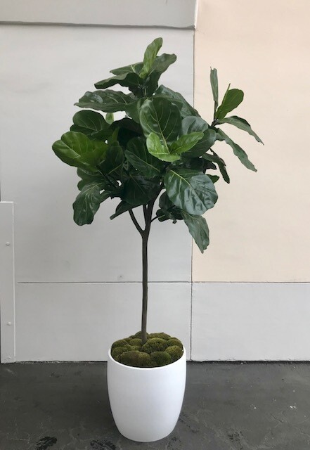 8' Topiary Brazilian Fiddle Leaf Fig Tree 8' Topiary Brazilian Fiddle Leaf Fig Tree