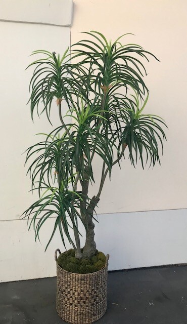 7 1/2' Yucca Tree