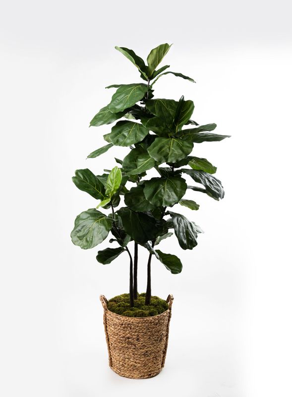 80 80" Triple-Trunk Brazilian Fiddle Leaf Fig Tree