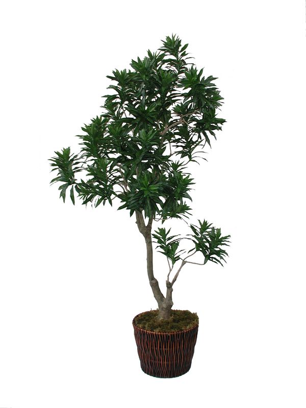 Dracaena Compacta Tree