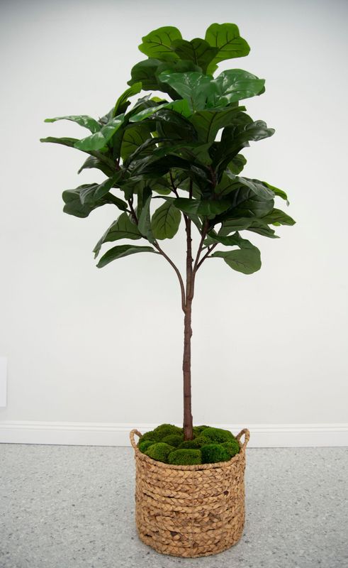 8' Topiary Brazilian Fiddle Leaf Fig Tree