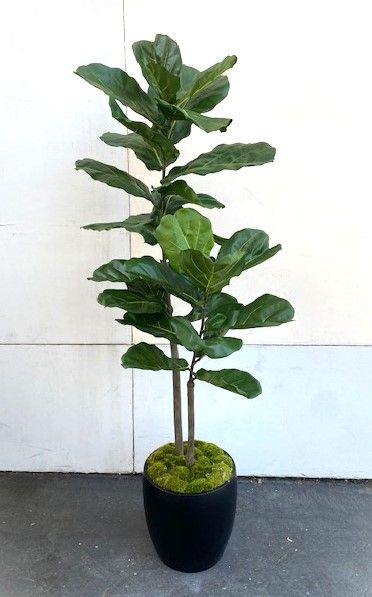 6' Double-Trunk Brazilian Fiddle Leaf Fig Tree 6' Double-Trunk Brazilian Fiddle Leaf Fig Tree