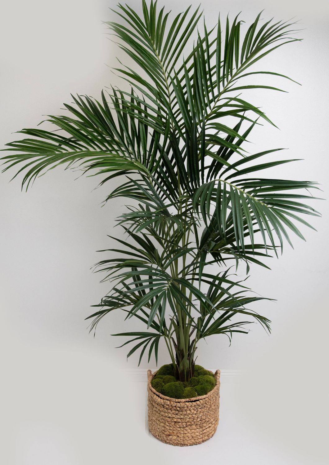 Kentia Palm Tree