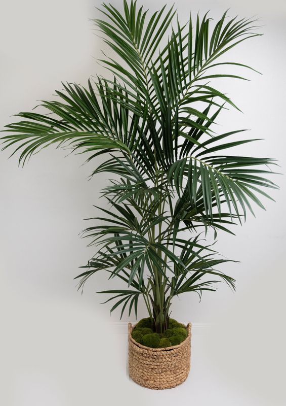 Kentia Palm Tree