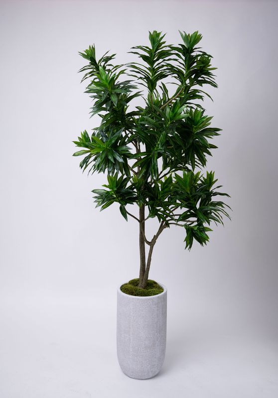 Dracaena Compacta Tree