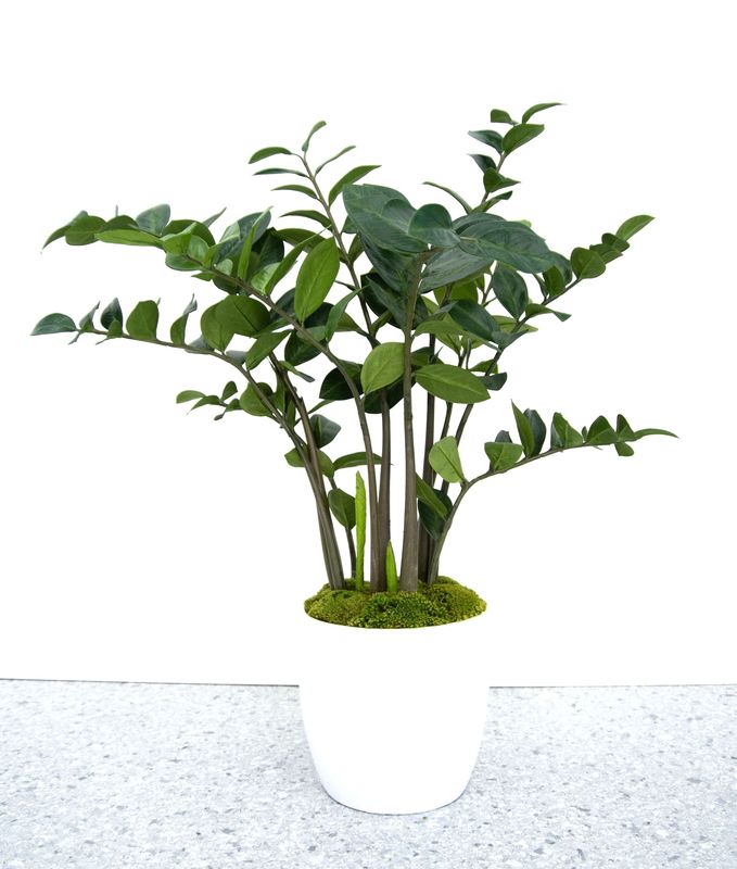 ZZ Plant