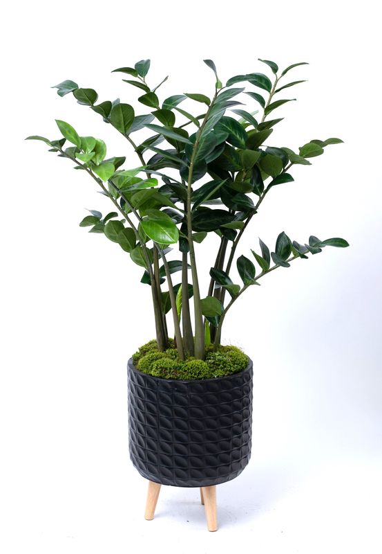 ZZ Plant