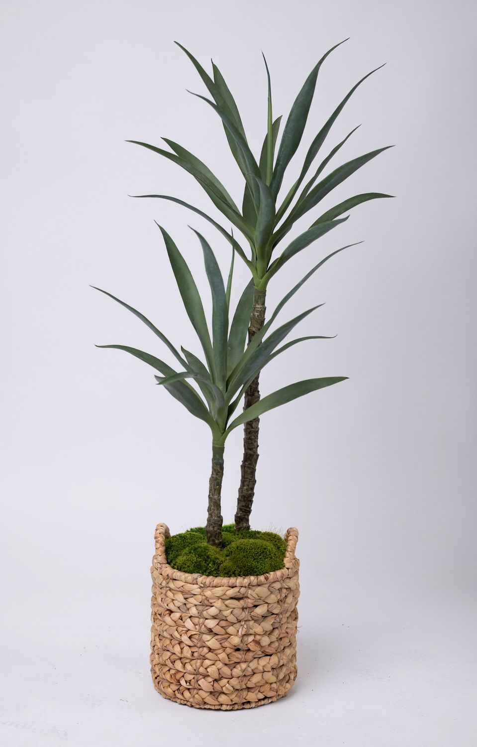 Yucca Tree Double