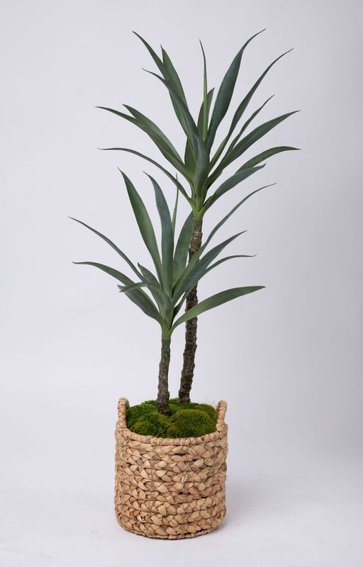 Yucca Tree Double