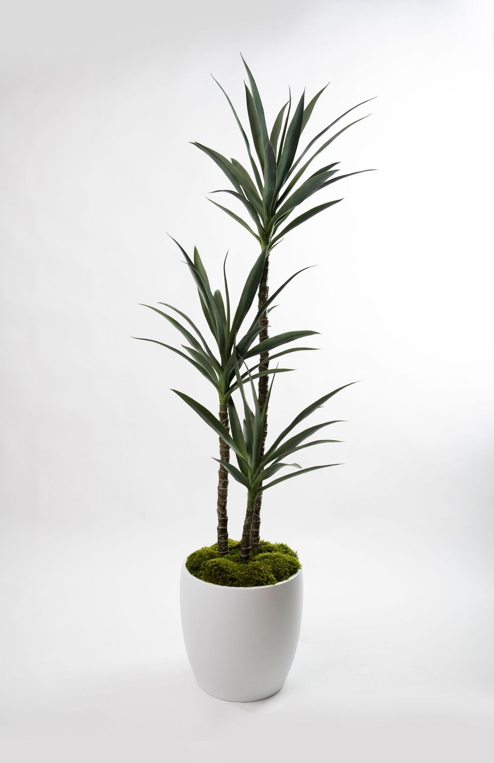 Yucca Tree Triple