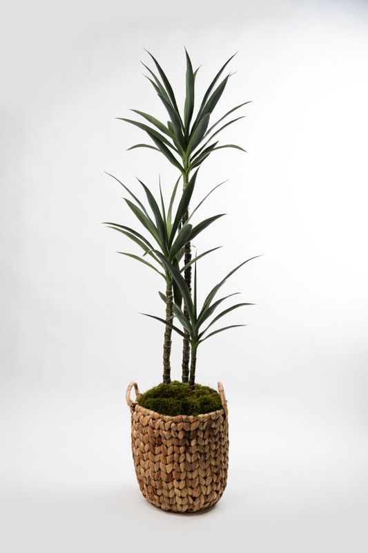 Yucca Tree Triple