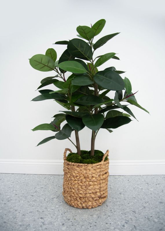 Rubber Tree Plant, Green