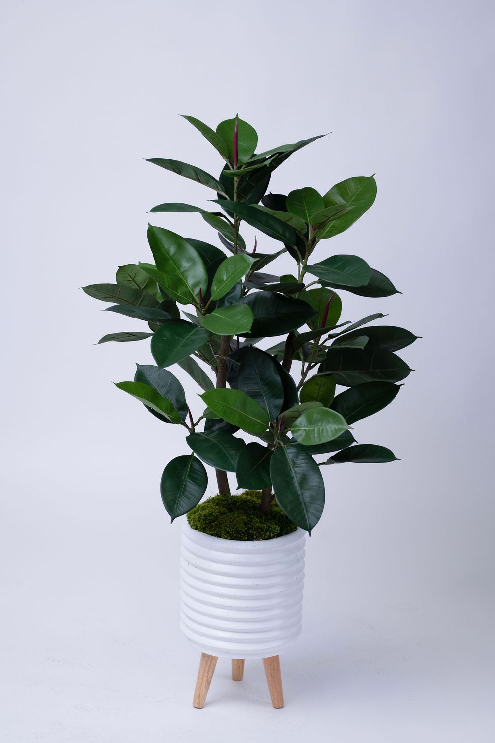 Rubber Tree Plant, Green