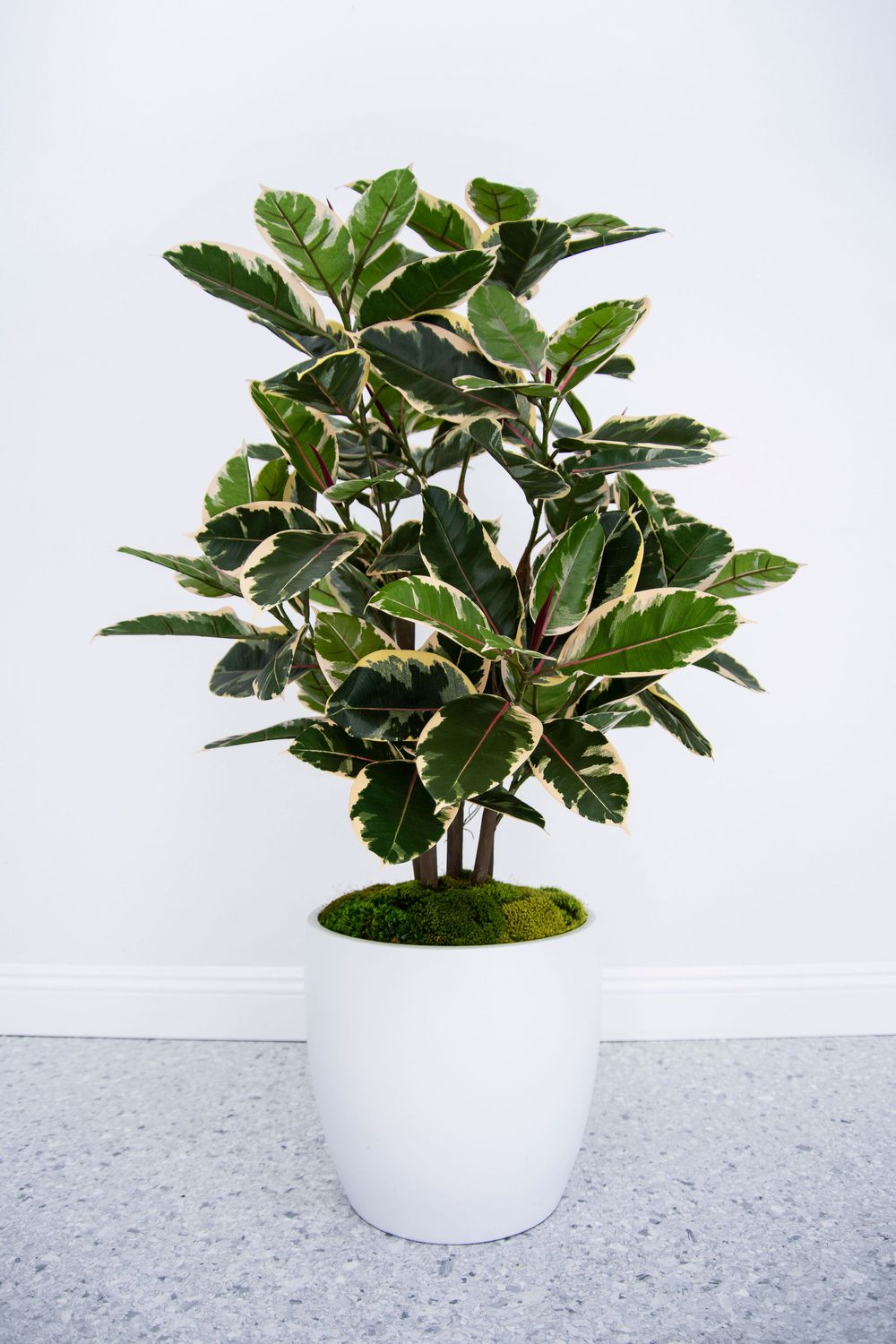 Rubber Tree, Variegated