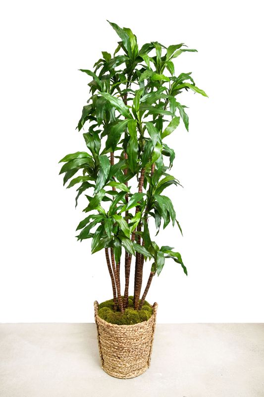 Dracaena Fragrans 'Lisa' Tree