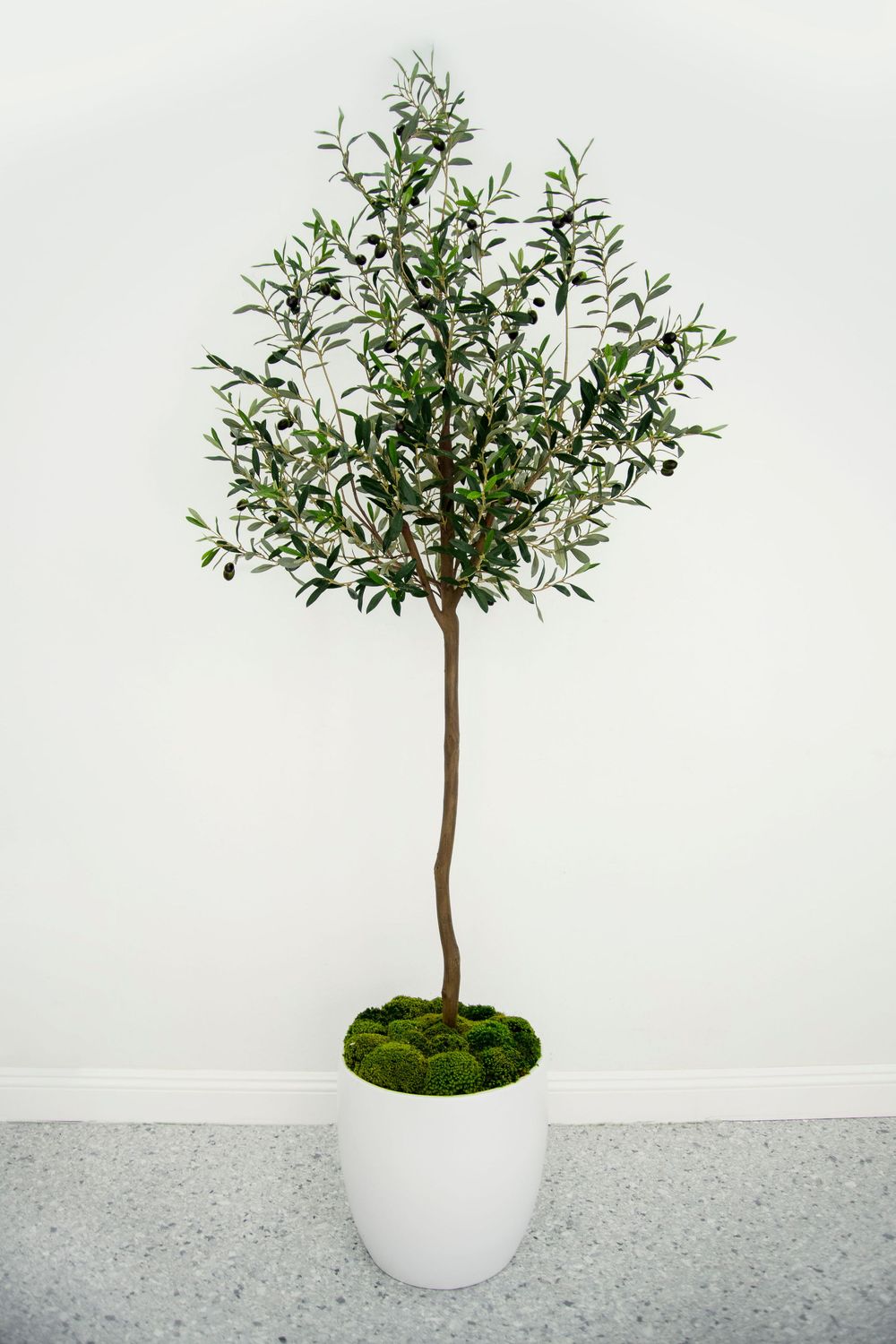 7' Topiary Olive Tree