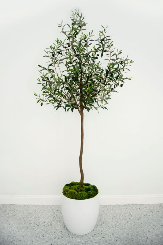 7' Topiary Olive Tree