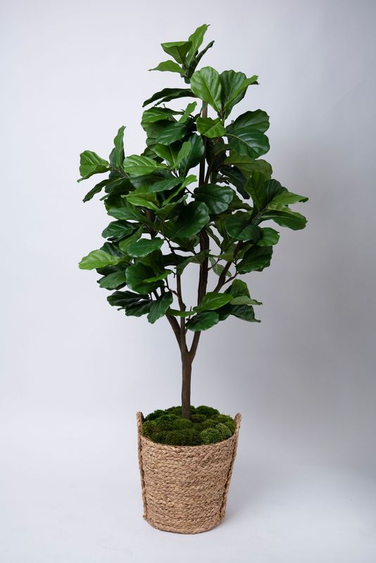 Multi-Branch Fiddle Leaf Fig Tree