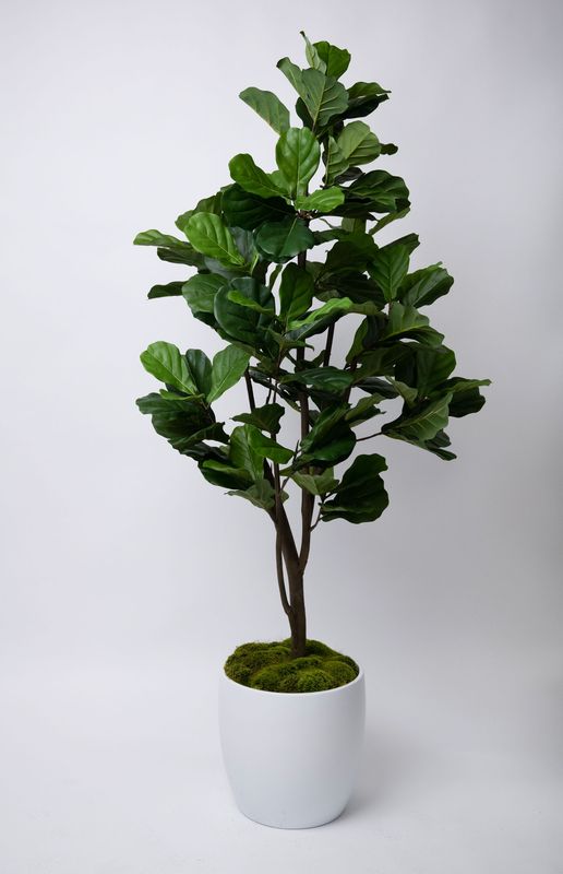 Multi-Branch Fiddle Leaf Fig Tree Multi-Branch Fiddle Leaf Fig Tree