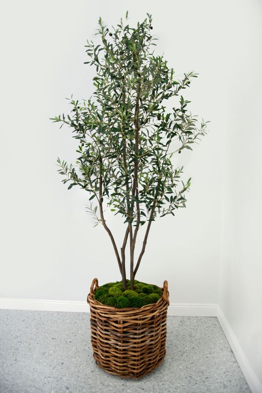 Olive Tree, Multi-Trunk