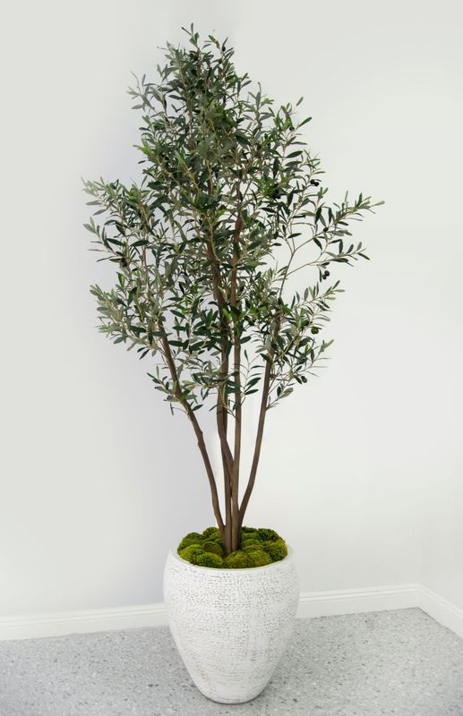 Olive Tree, Multi-Trunk