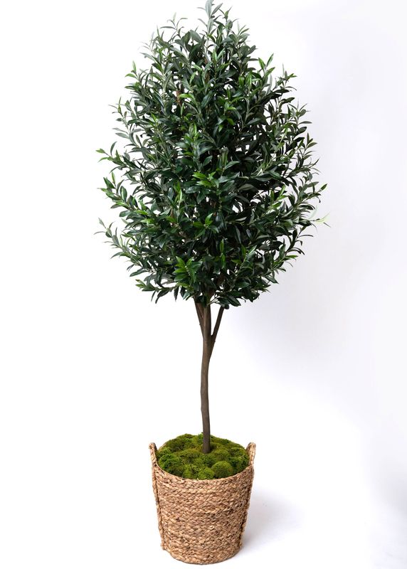 Full Olive Tree (without olives)
