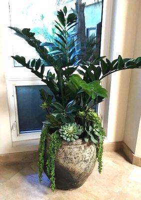 Custom Plants