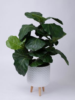 Plants