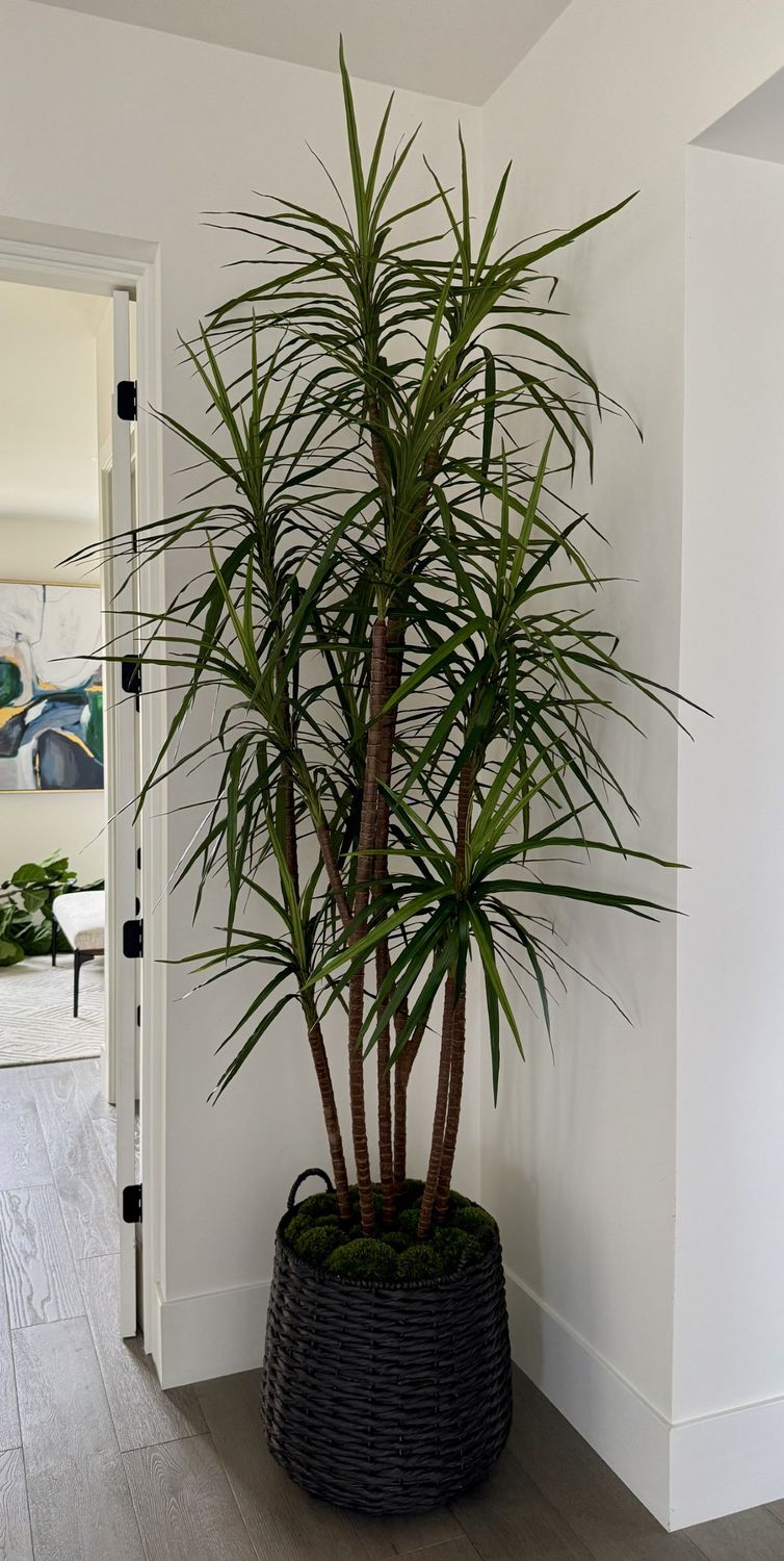 Dracaena Marginata Tree