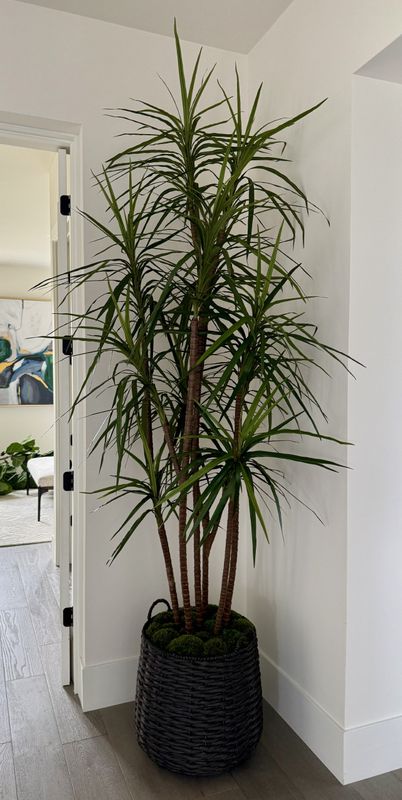 Dracaena Marginata Tree