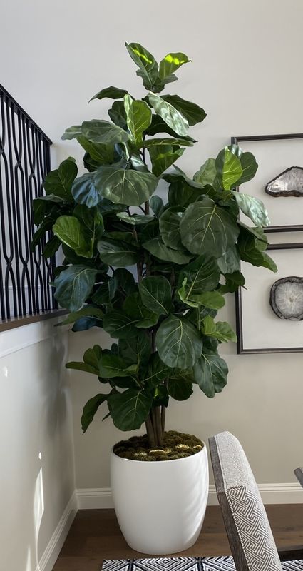 Full Brazilian Fiddle Leaf Fig Tree