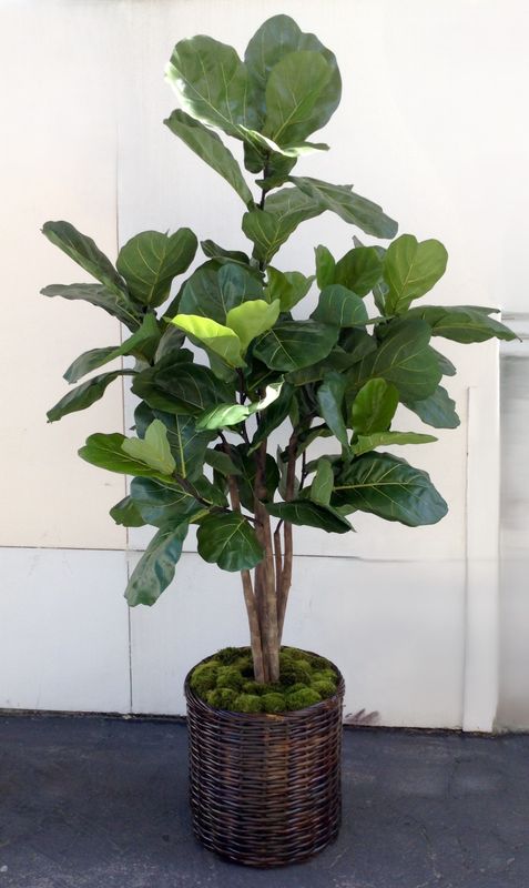 Full Brazilian Fiddle Leaf Fig Tree