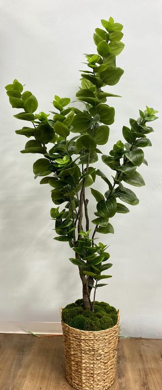 7' Stella Tree