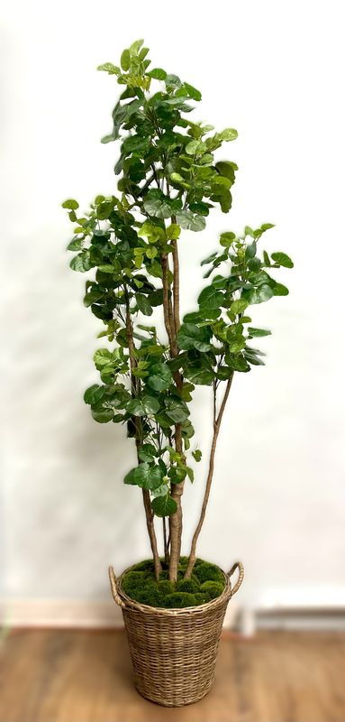 Balfour Aralia