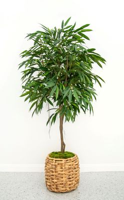 7' Weeping Ficus Tree