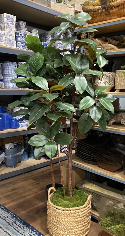 6' Magnolia Tree
