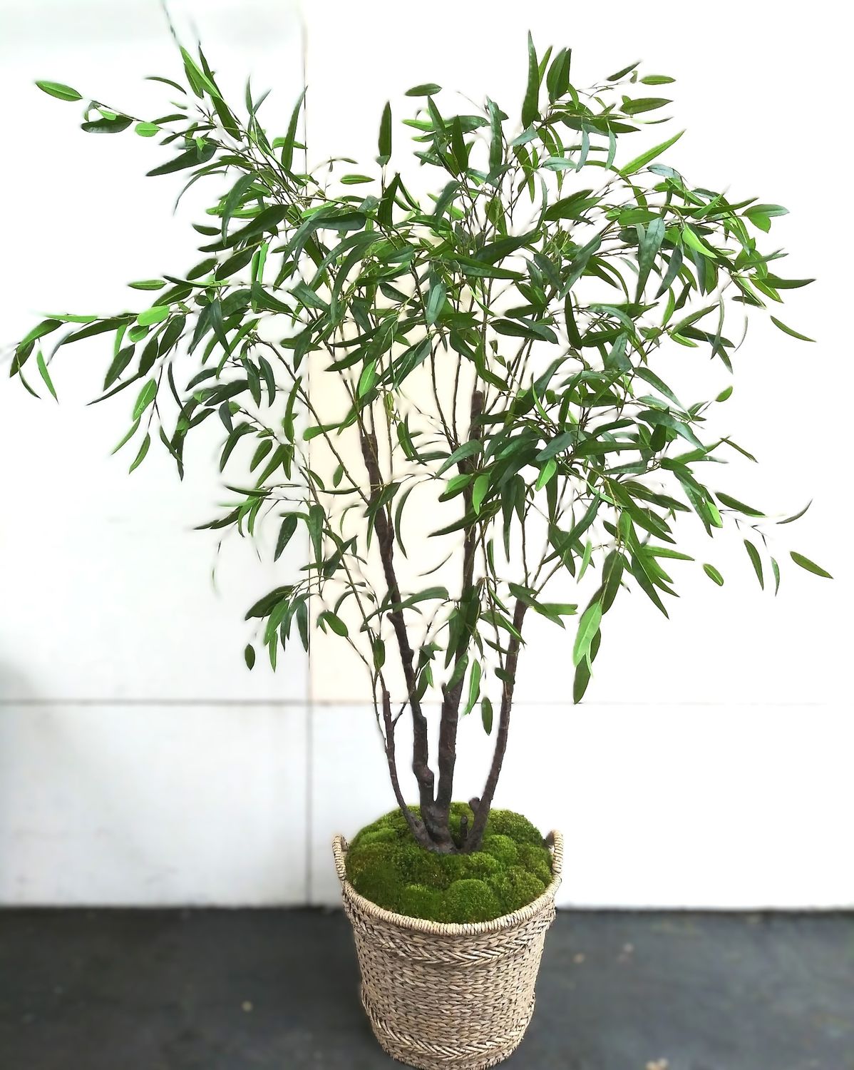 Eucalyptus Tree