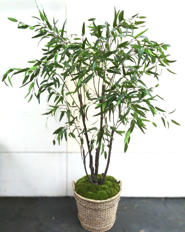 Eucalyptus Tree