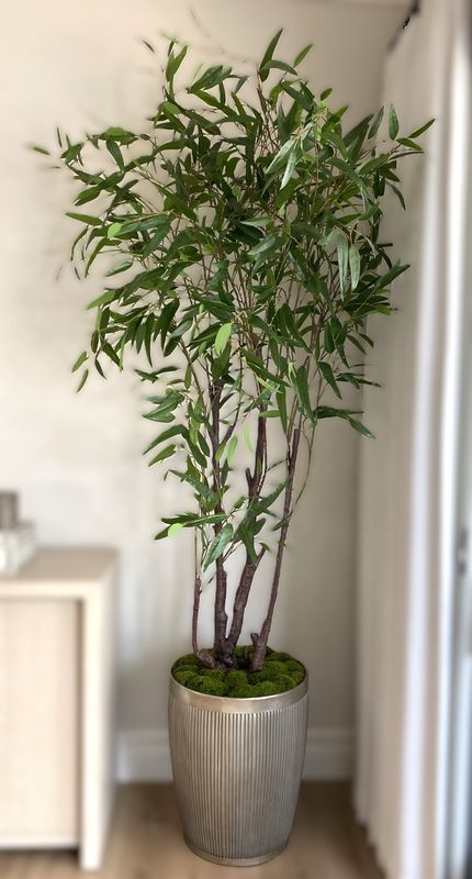 Eucalyptus Tree