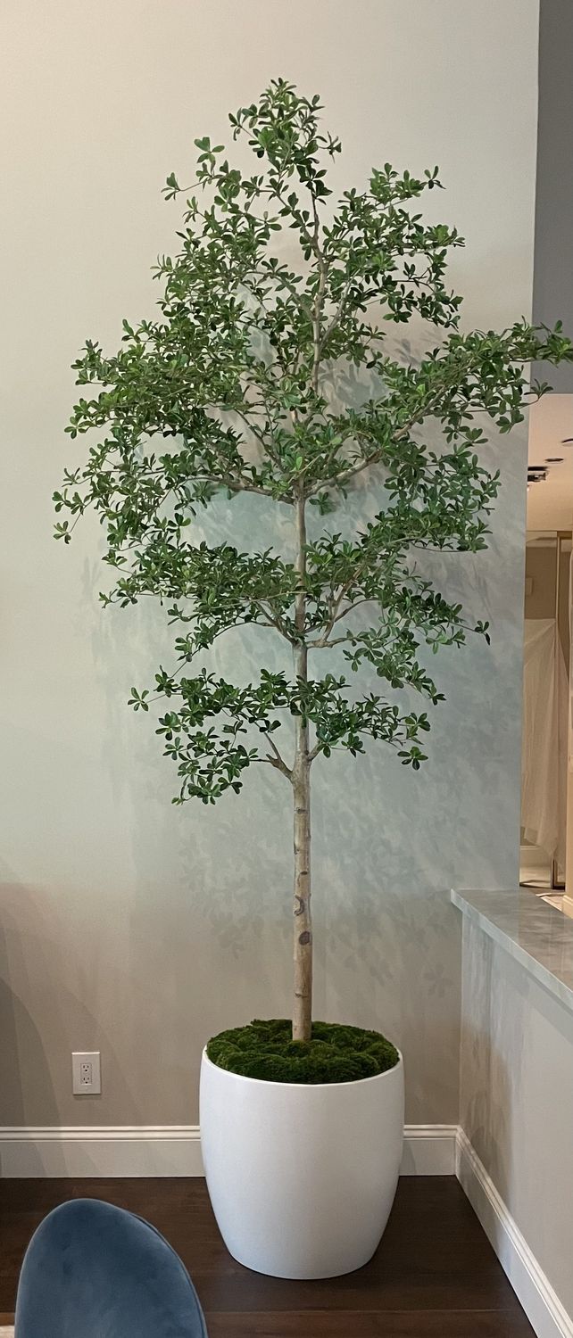Shady Lady "Black Olive" Tree