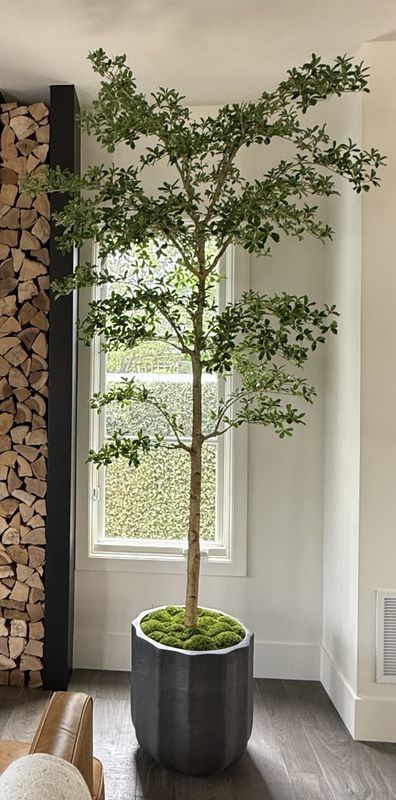 Shady Lady "Black Olive" Tree