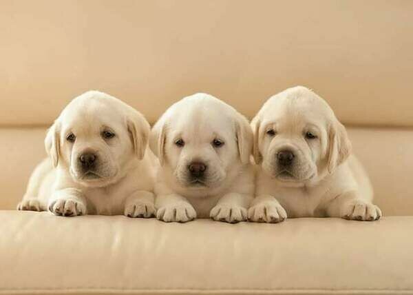 Jenkins labrador pups