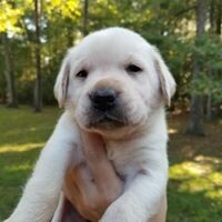 Bailey. Male { Not neutered} 7 weeks old