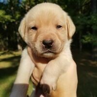 Luna Female {8 weeks old}