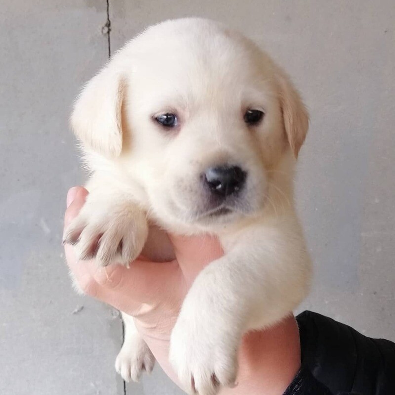 Glen Male { Not neutered} 7 weeks old