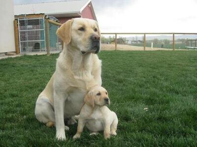 Body, color and temperaments of parents
