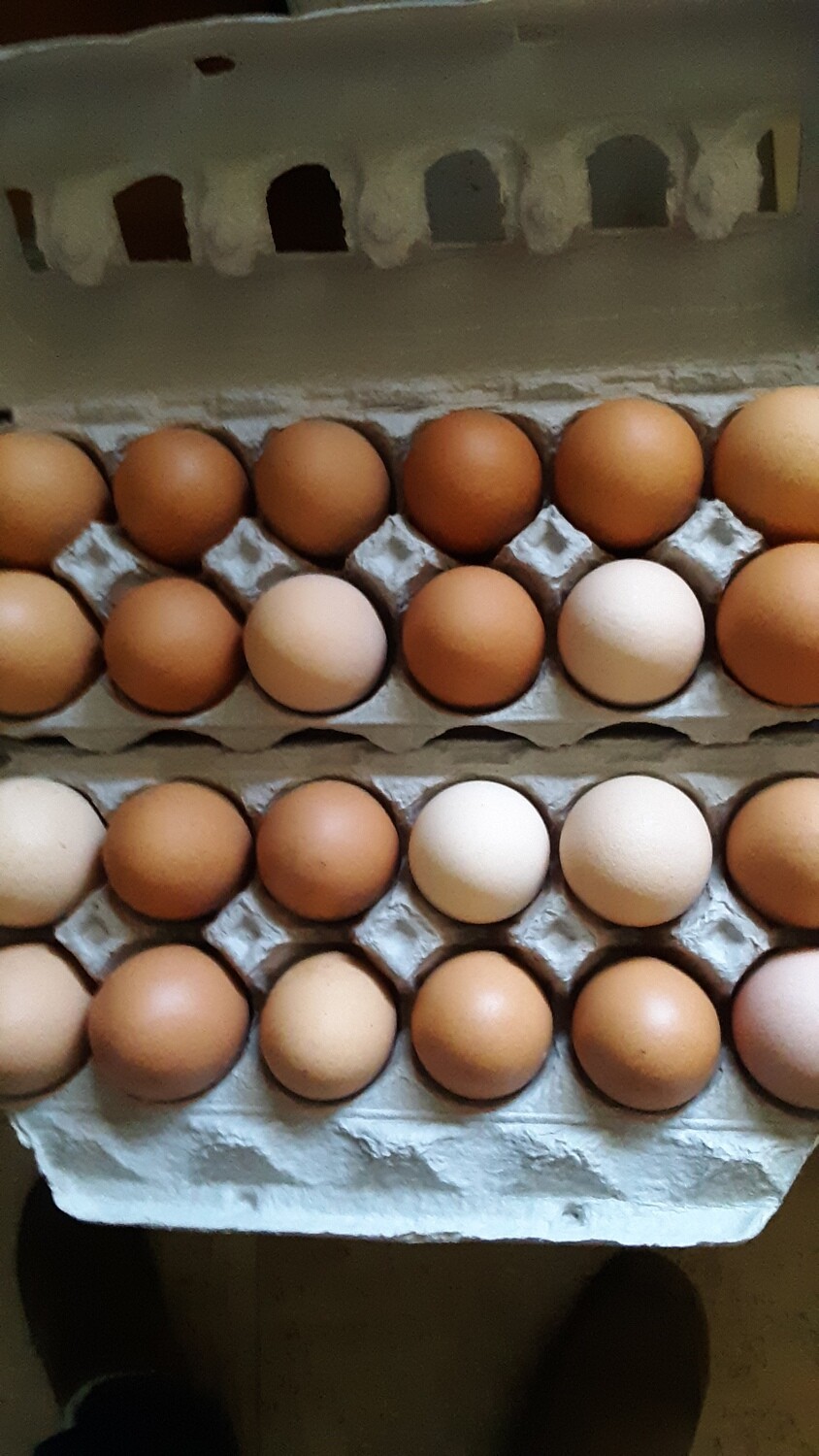 Organically-fed Free-range Eggs, 1 dozen jumbo