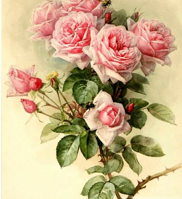 Pink Roses